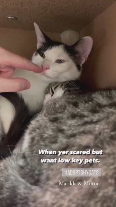 Enlarge Matilda, a Adoptable mixed breed in Cincinnati, OH video 5/5