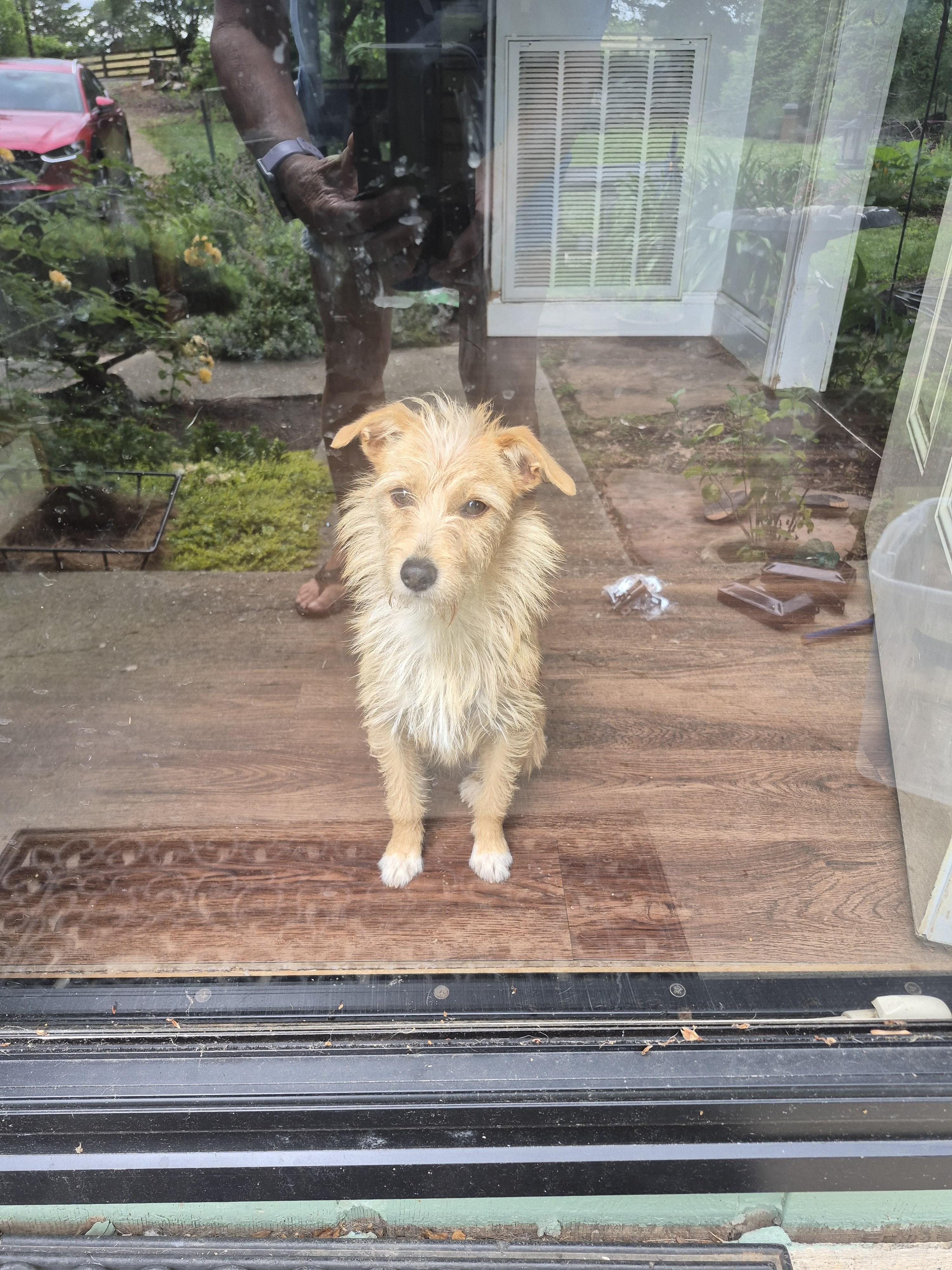 Ally, a Adoptable mixed breed in Albany, NY image 4/6