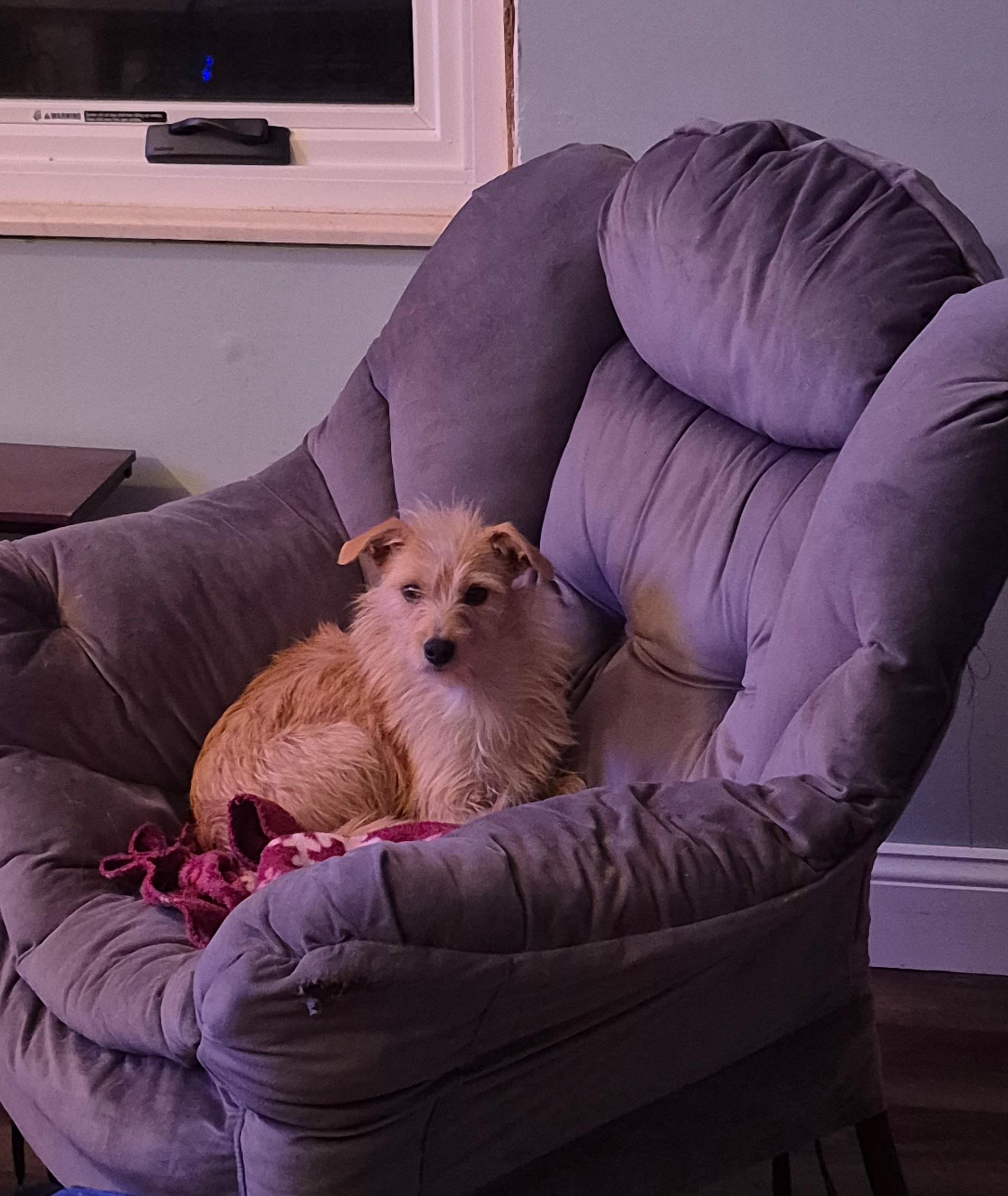 Ally, a Adoptable mixed breed in Albany, NY image 5/6