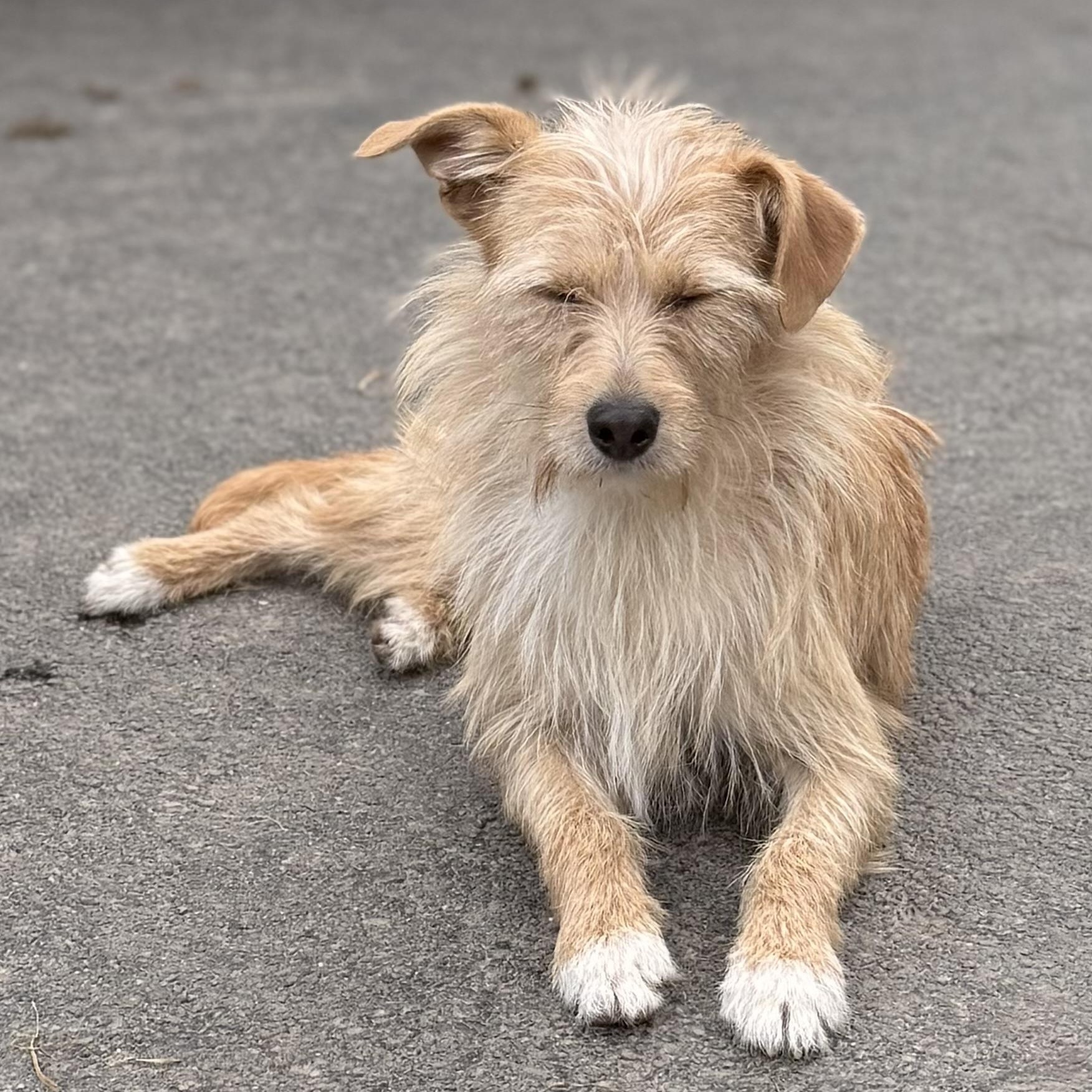Ally, a Adoptable mixed breed in Albany, NY image 2/6