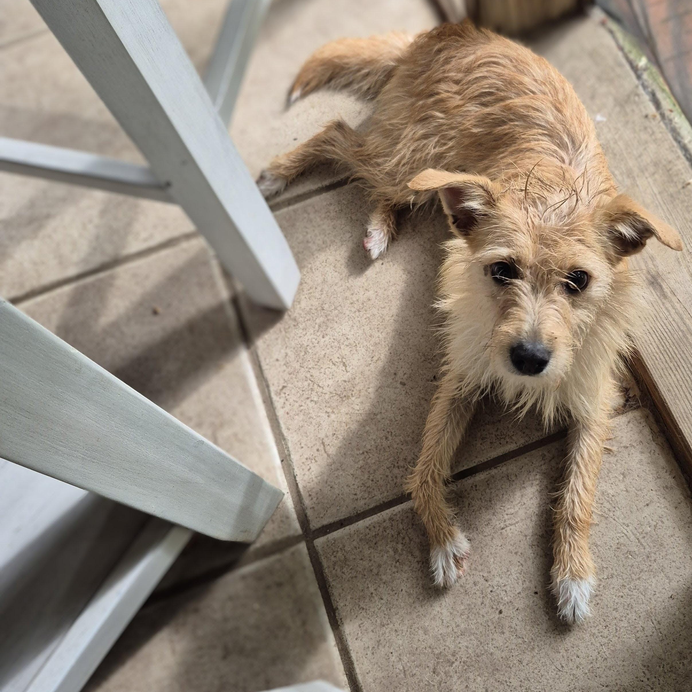 Ally, a Adoptable mixed breed in Albany, NY image 6/6