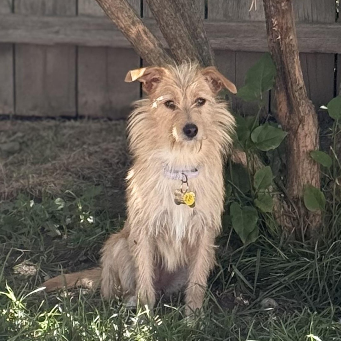 Ally, Adoptable, Young Female Chihuahua.