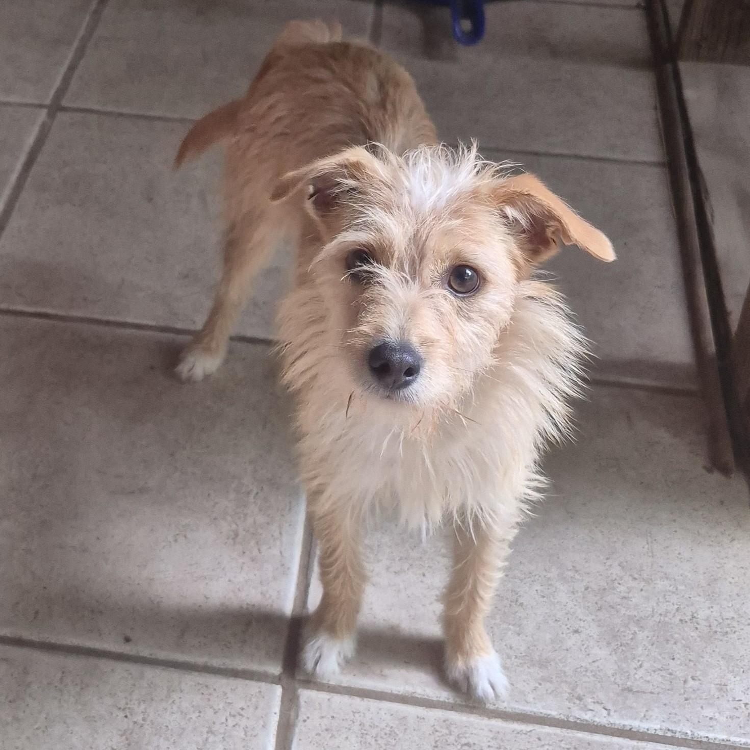 Ally, a Adoptable mixed breed in Albany, NY image 3/6