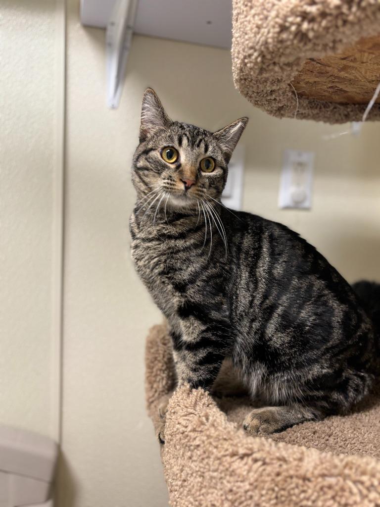 ROLY, Adoptable, Young Male Domestic Short Hair.