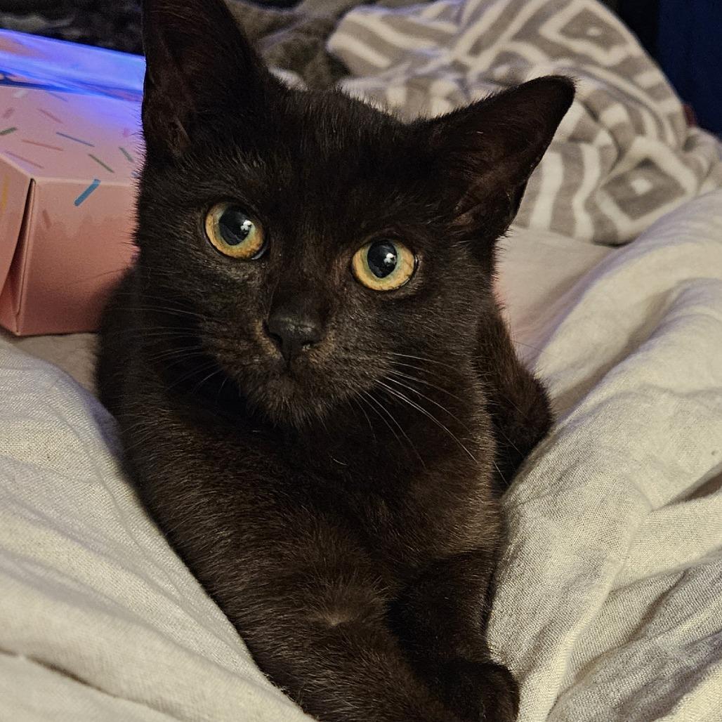 Marlo, Adoptable, Kitten Male Domestic Short Hair.