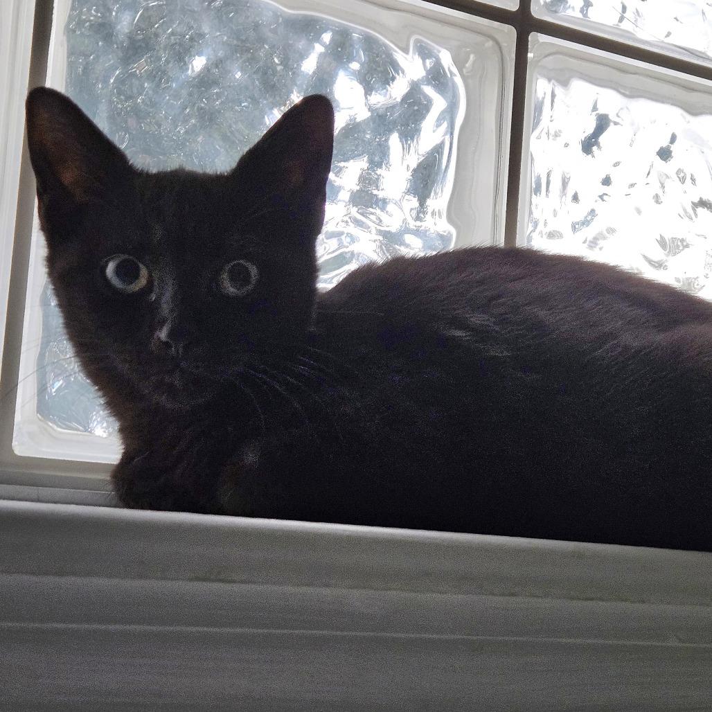 Marlo, Adoptable, Kitten Male Domestic Short Hair.