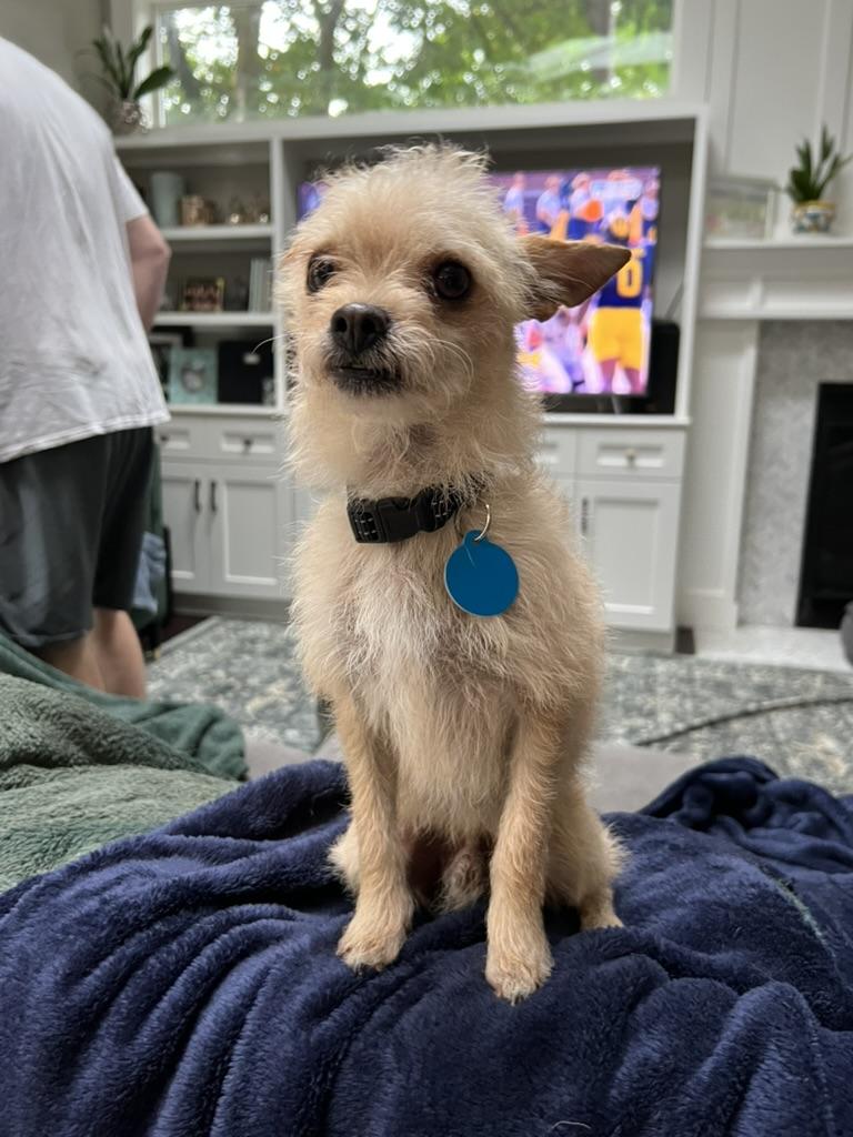 Kirby - tiny terrier mix