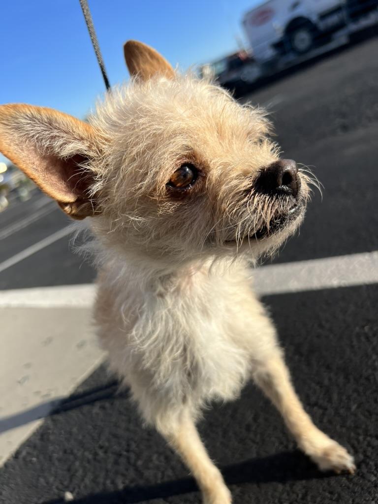 Kirby - tiny terrier mix