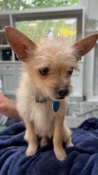 Kirby - tiny terrier mix