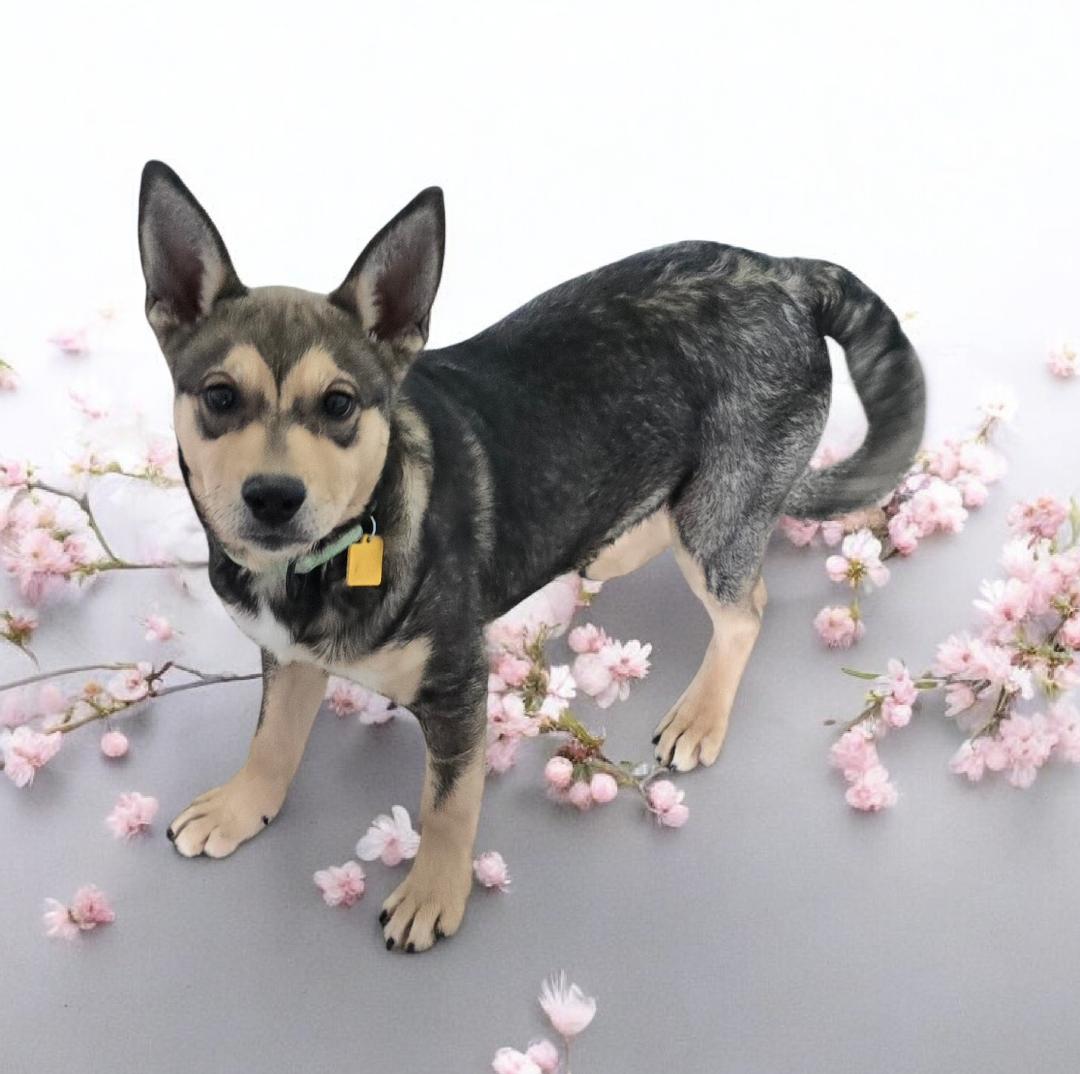 Breezy, ADOPTABLE, Young Female Shepherd & Husky.