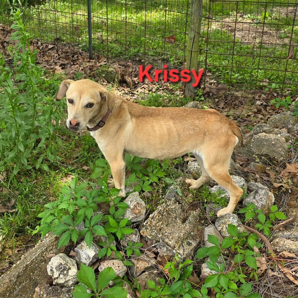Enlarge Krissy, a Adoptable mixed breed in Waynesville, MO image 2/6
