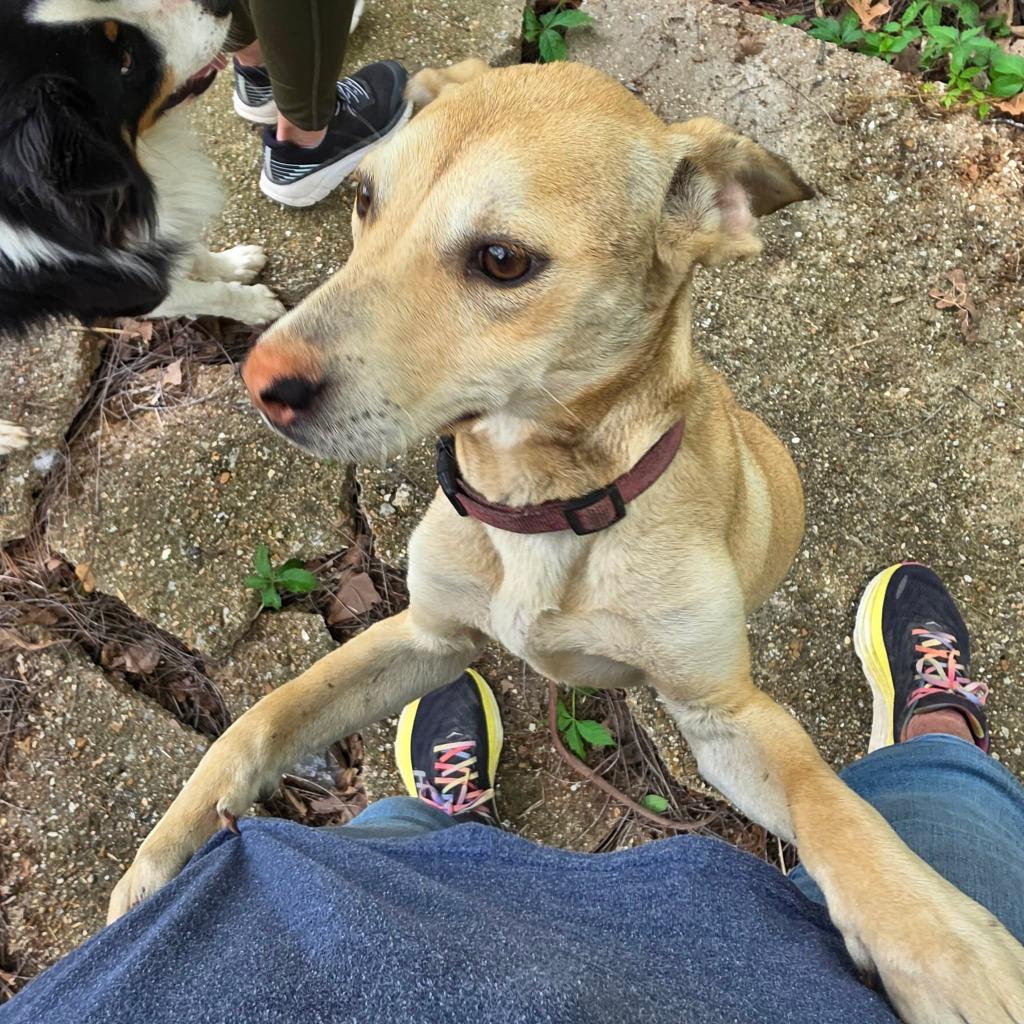 Enlarge Krissy, a Adoptable mixed breed in Waynesville, MO image 3/6