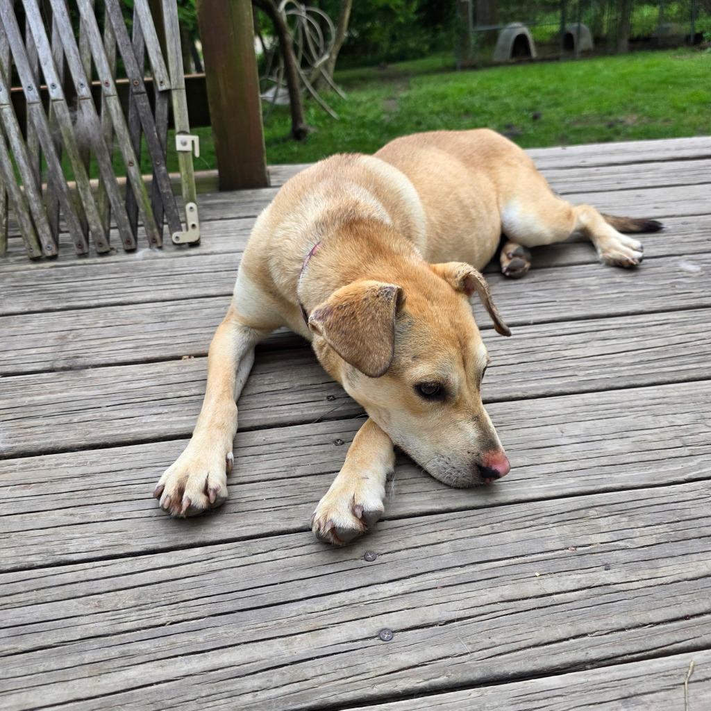Enlarge Krissy, a Adoptable mixed breed in Waynesville, MO image 5/6