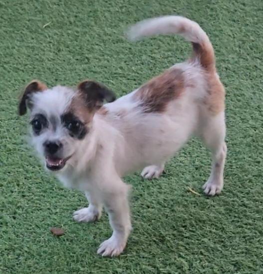 Enlarge Elsa, a Adoptable mixed breed in Corpus Christi, TX image 3/3