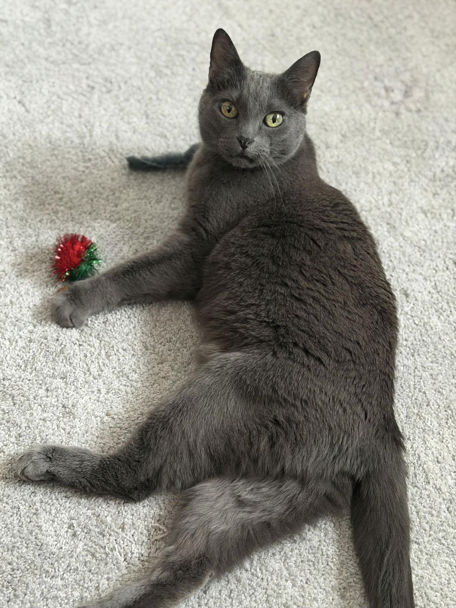 Esther, Adoptable, Adult Female Domestic Short Hair.