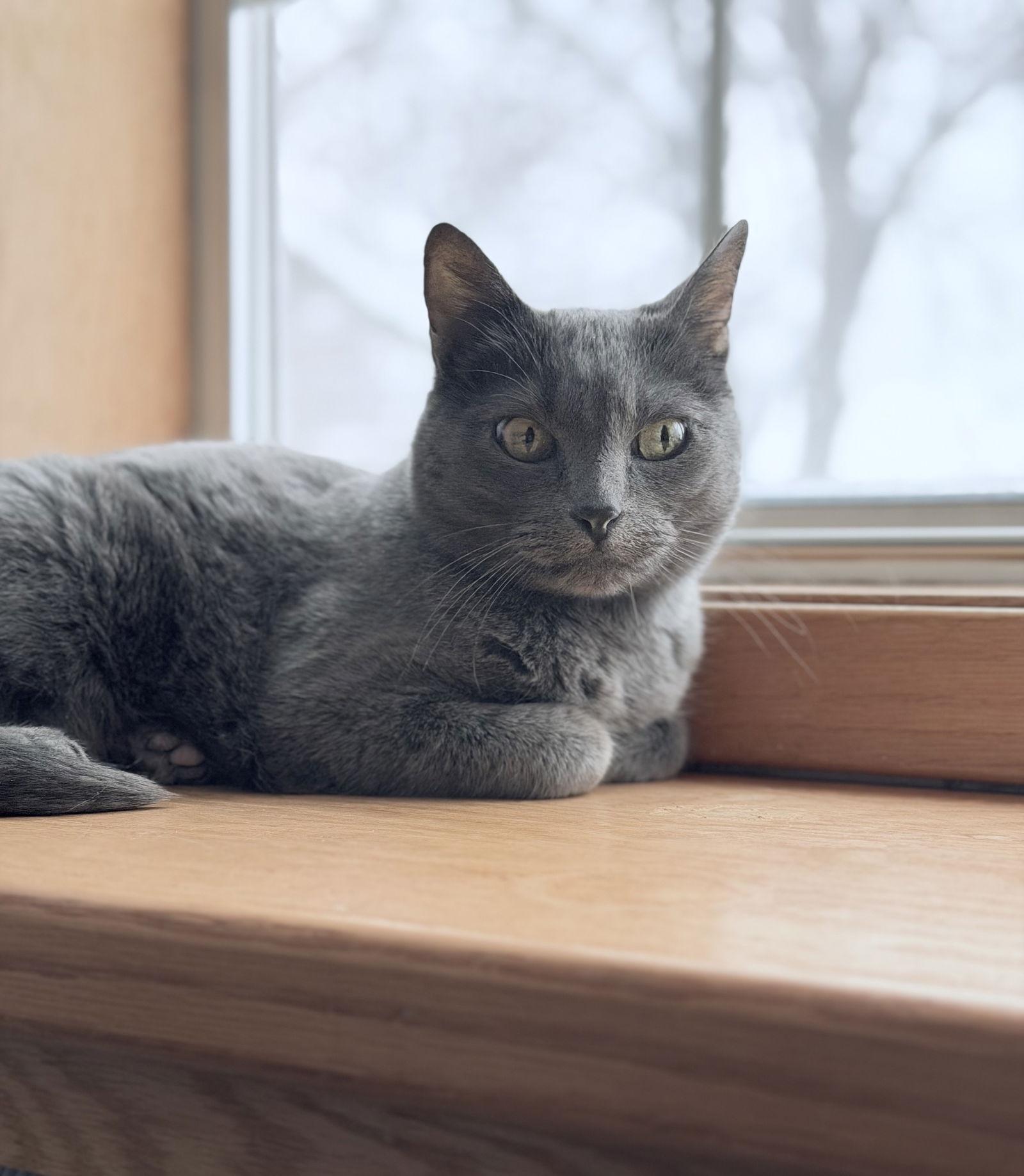 Esther, a Adoptable Domestic Short Hair in Minneapolis, MN image 2/3