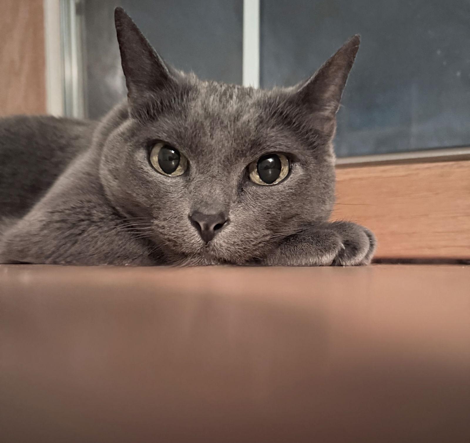 Esther, a Adoptable Domestic Short Hair in Minneapolis, MN image 3/3
