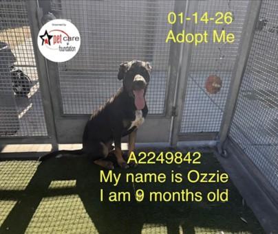 OZZIE, Adoptable, Young Male Labrador Retriever & Mixed Breed.