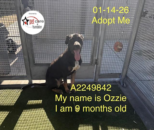 Enlarge OZZIE, a Adoptable mixed breed in Los Angeles, CA image 1/1