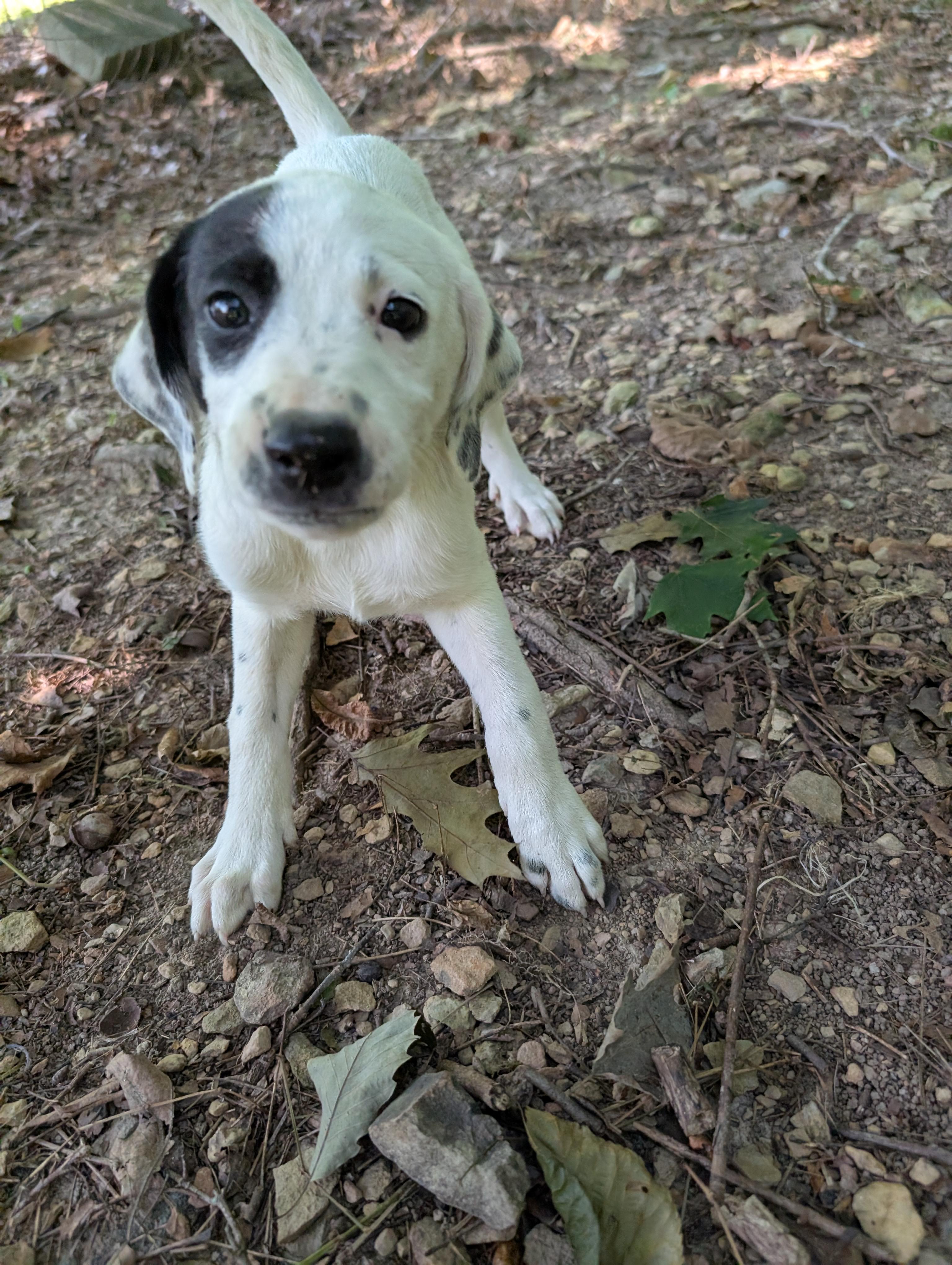 Daisy, Adopted, Puppy Female Australian Cattle Dog / Blue Heeler & Black and Tan Coonhound.