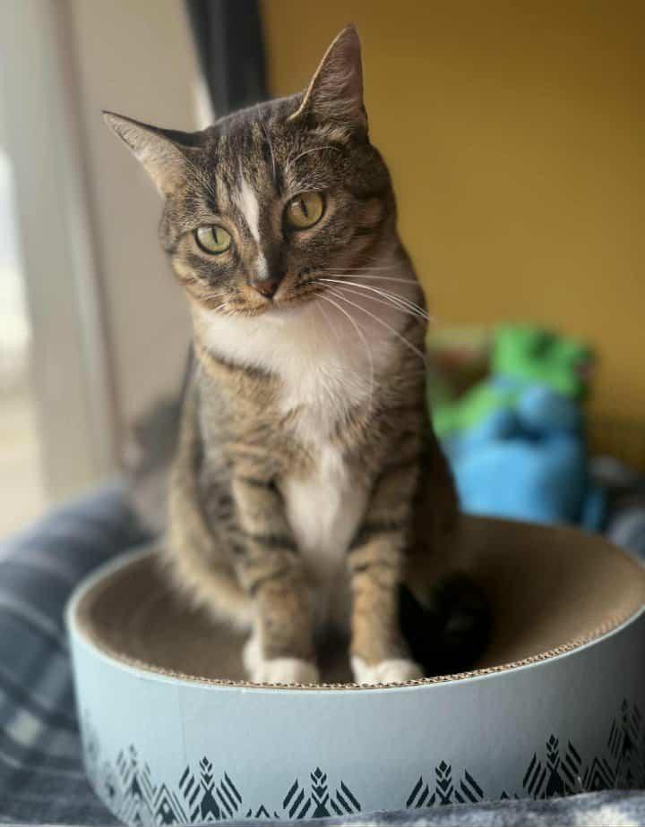 Enlarge ALLIE, an adoptable Domestic Short Hair in Owatonna, MN image 1/4