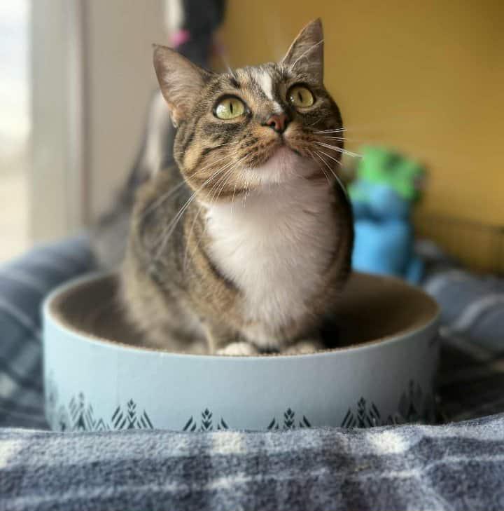 Enlarge ALLIE, an adoptable Domestic Short Hair in Owatonna, MN image 2/4