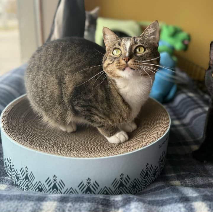 Enlarge ALLIE, an adoptable Domestic Short Hair in Owatonna, MN image 3/4