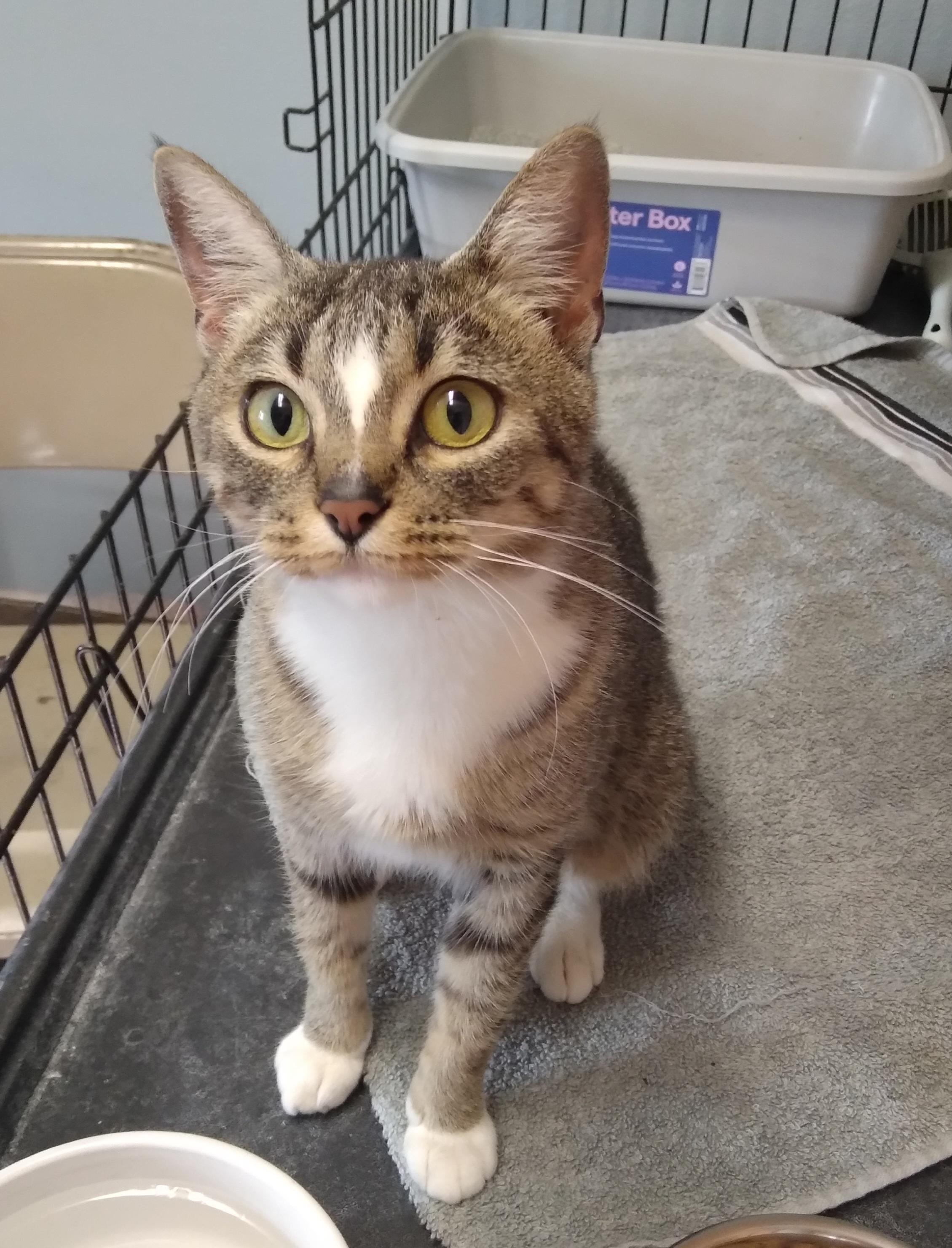 Enlarge ALLIE, an adoptable Domestic Short Hair in Owatonna, MN image 4/4