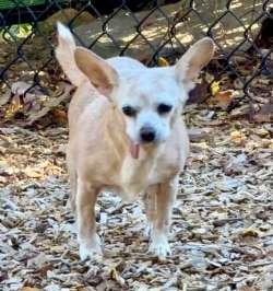 Enlarge Lola 2, a Adoptable mixed breed in Sudbury, MA image 1/1