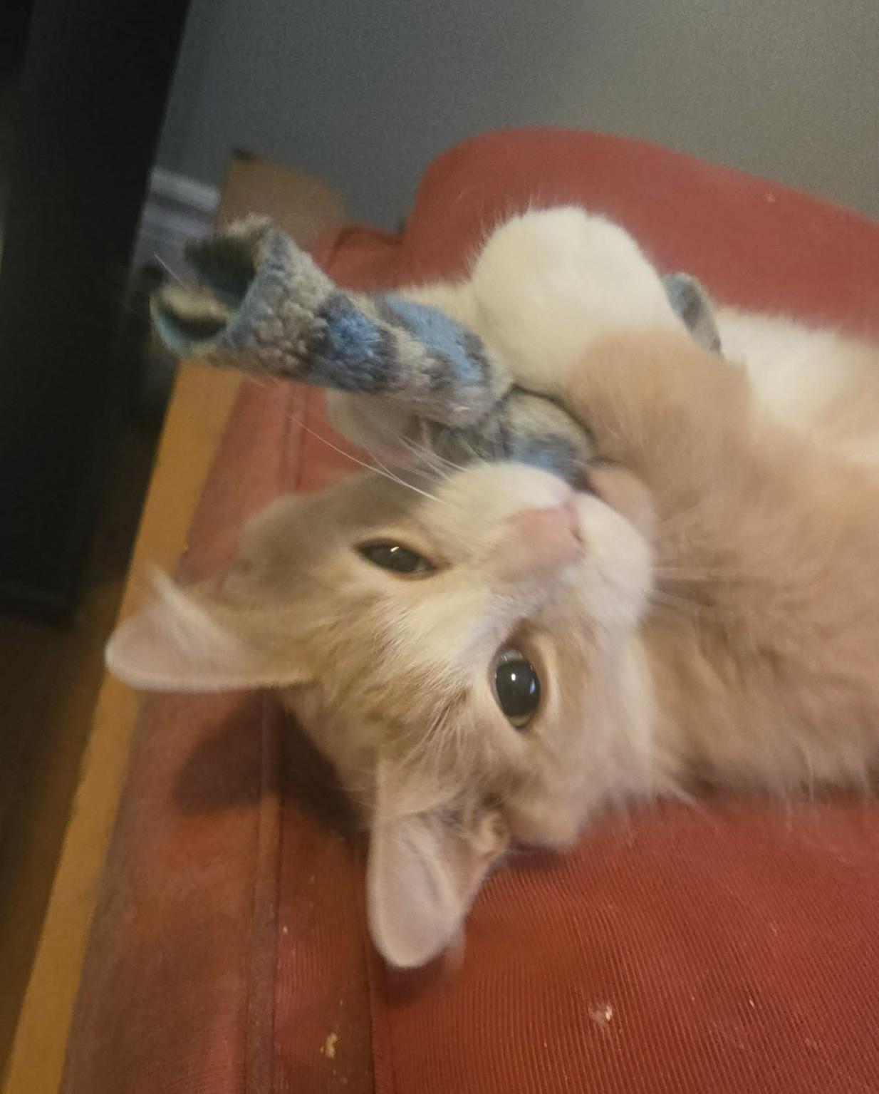 Amber, a ADOPTABLE Domestic Long Hair in Hamilton, ON image 3/6