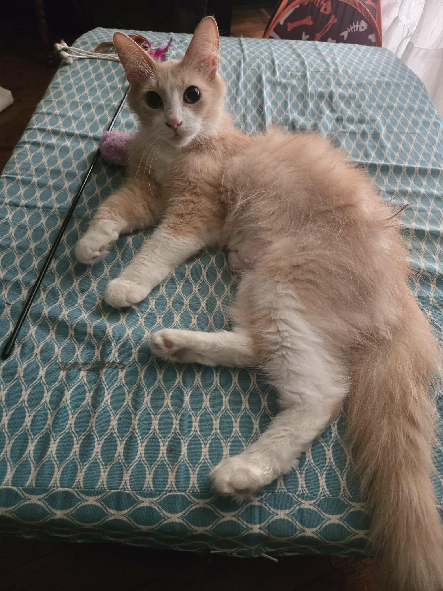 Amber, a ADOPTABLE Domestic Long Hair in Hamilton, ON image 4/6