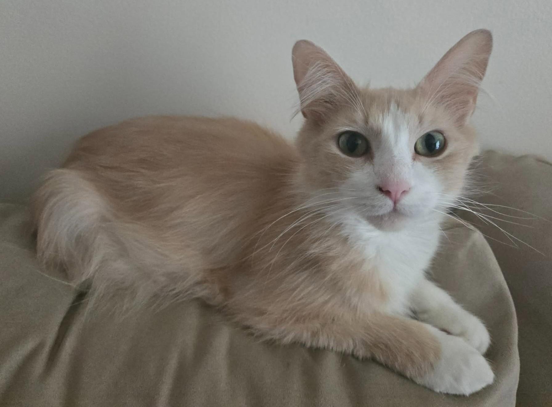 Amber, a ADOPTABLE Domestic Long Hair in Hamilton, ON image 5/6