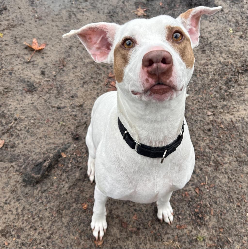 Enlarge Bandit 16853, a Adoptable mixed breed in Middleburg, FL image 1/6
