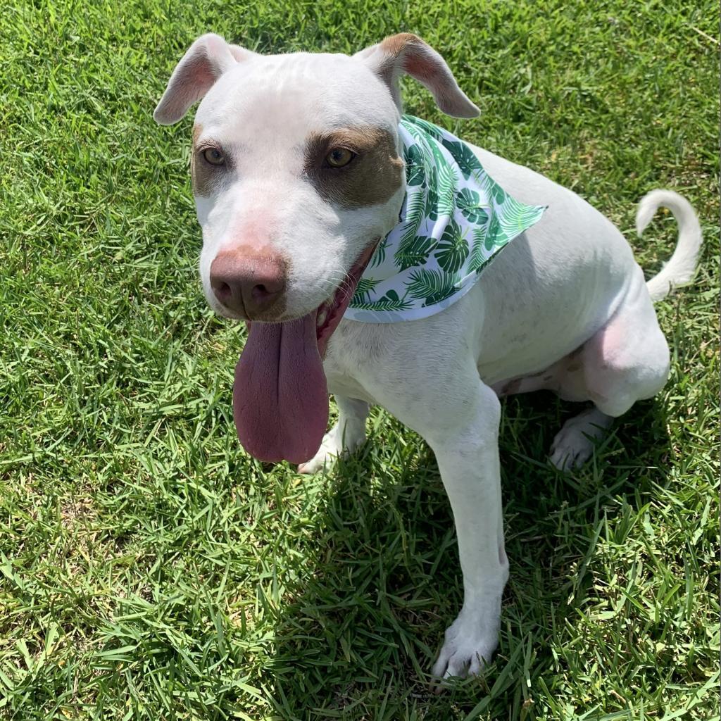 Enlarge Bandit 16853, a Adoptable mixed breed in Middleburg, FL image 2/6
