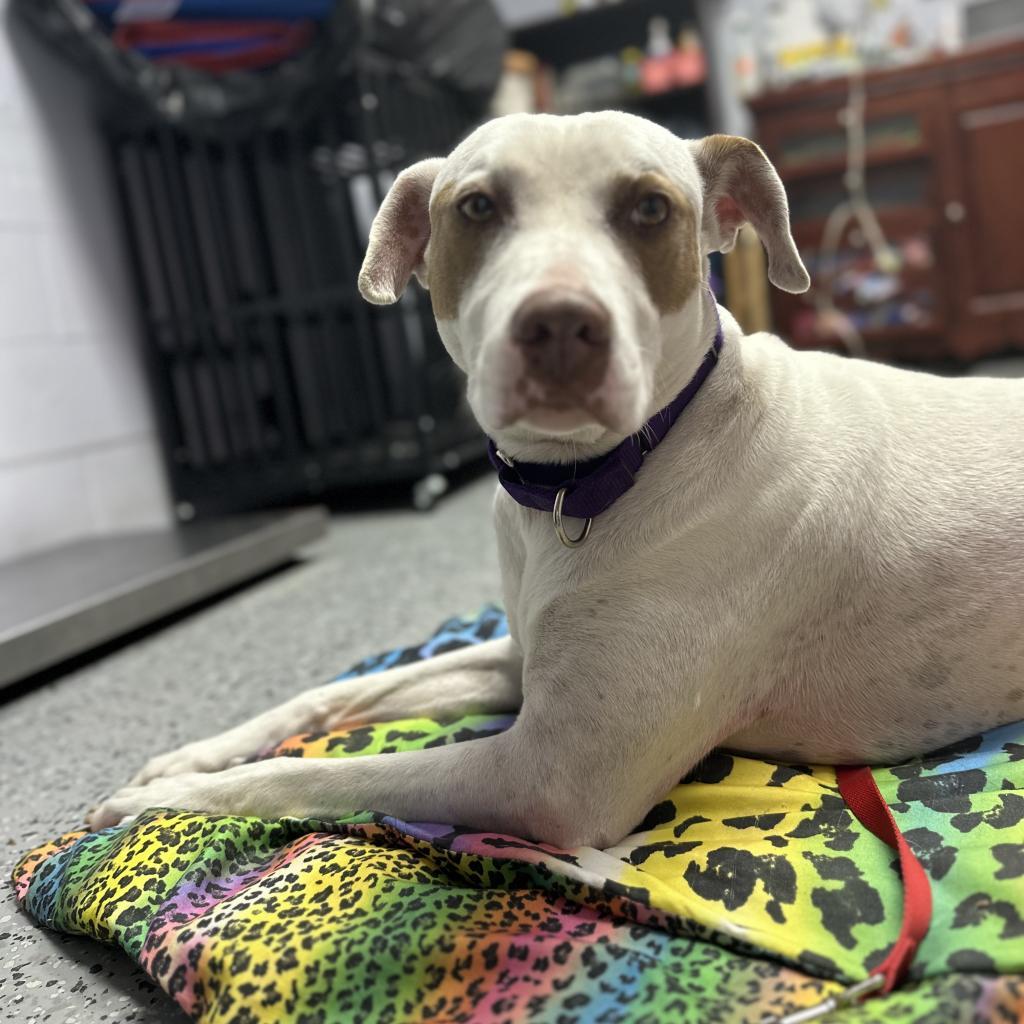 Enlarge Bandit 16853, a Adoptable mixed breed in Middleburg, FL image 3/6