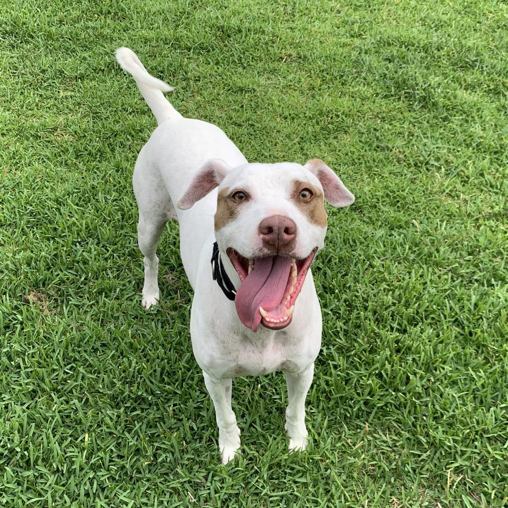 Enlarge Bandit 16853, a Adoptable mixed breed in Middleburg, FL image 4/6