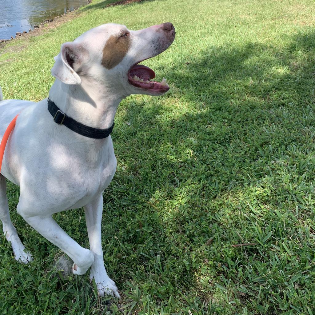 Enlarge Bandit 16853, a Adoptable mixed breed in Middleburg, FL image 5/6