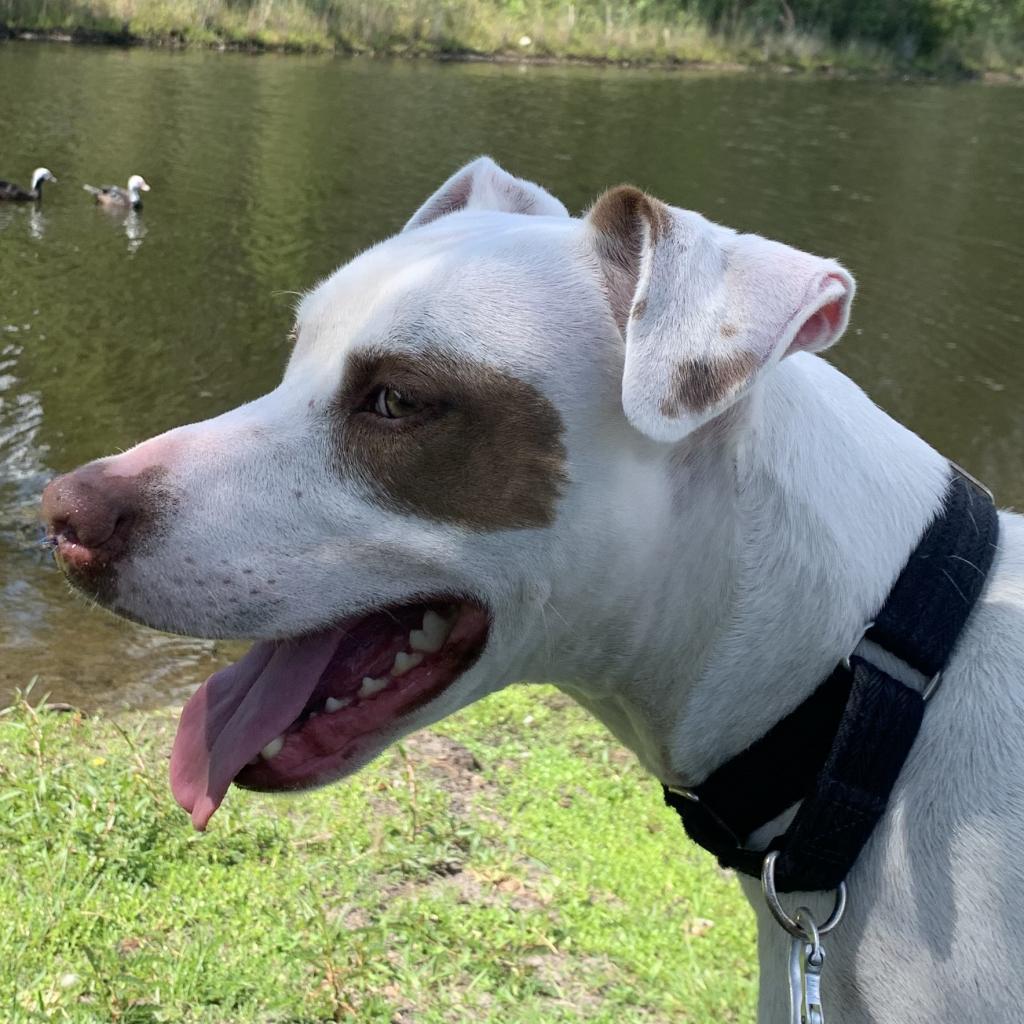 Enlarge Bandit 16853, a Adoptable mixed breed in Middleburg, FL image 6/6