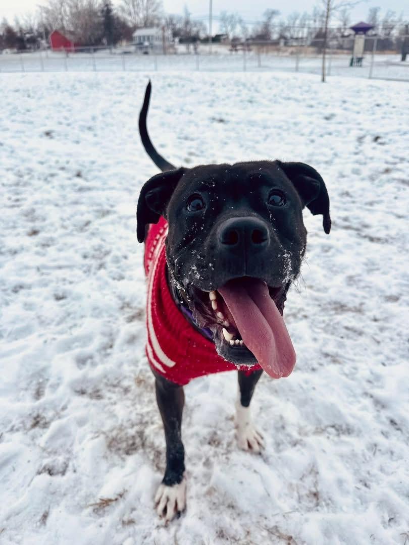 Enlarge Ash, a Adoptable Pit Bull Terrier in Dillsburg, PA image 1/6
