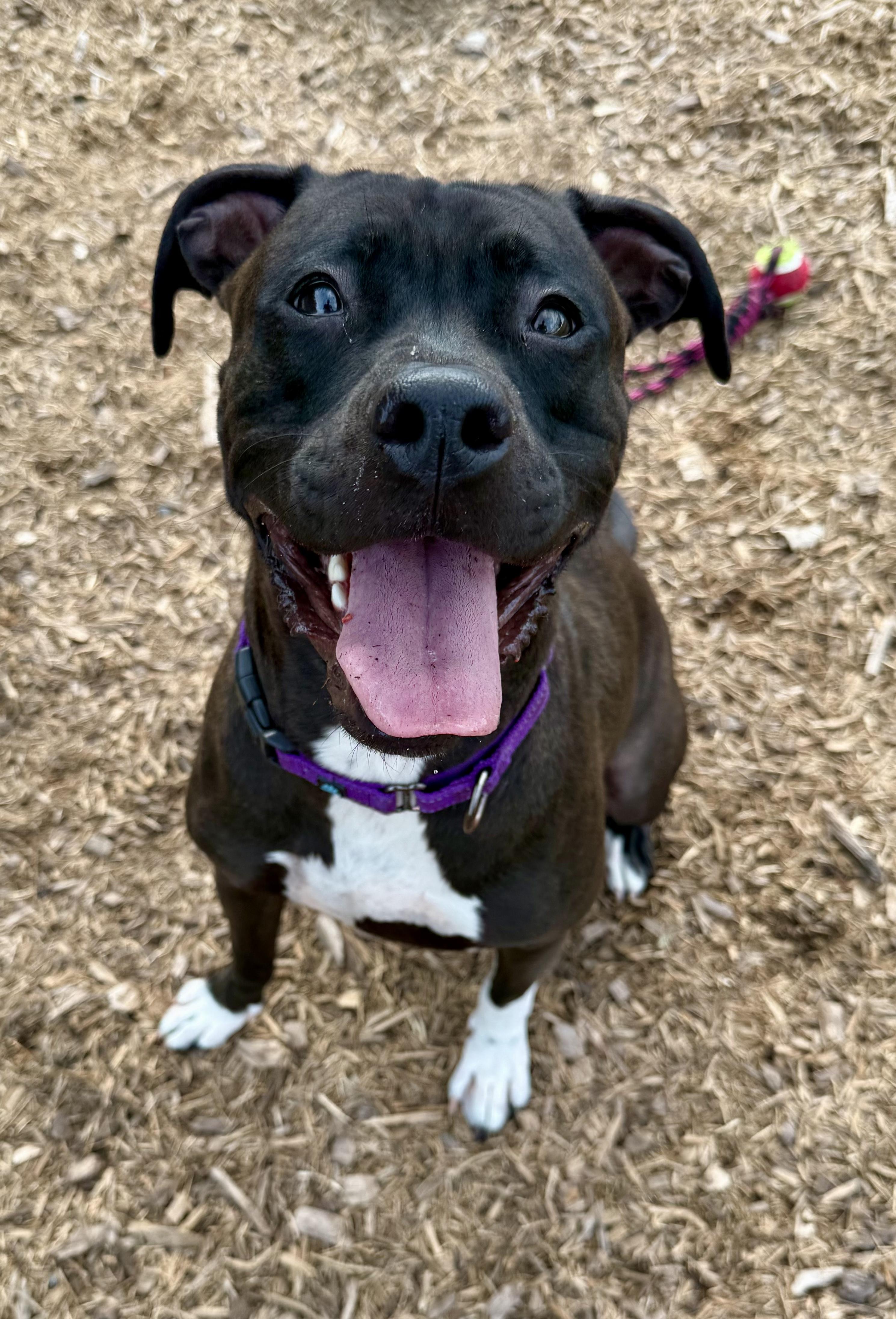 Enlarge Ash, a Adoptable Pit Bull Terrier in Dillsburg, PA image 2/6