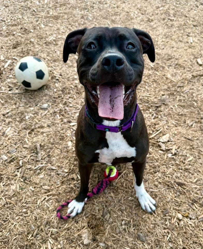 Enlarge Ash, a Adoptable Pit Bull Terrier in Dillsburg, PA image 3/6