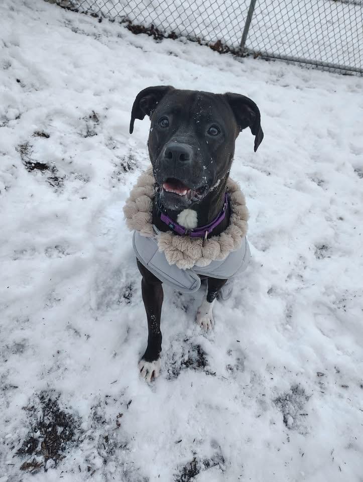 Enlarge Ash, a Adoptable Pit Bull Terrier in Dillsburg, PA image 4/6