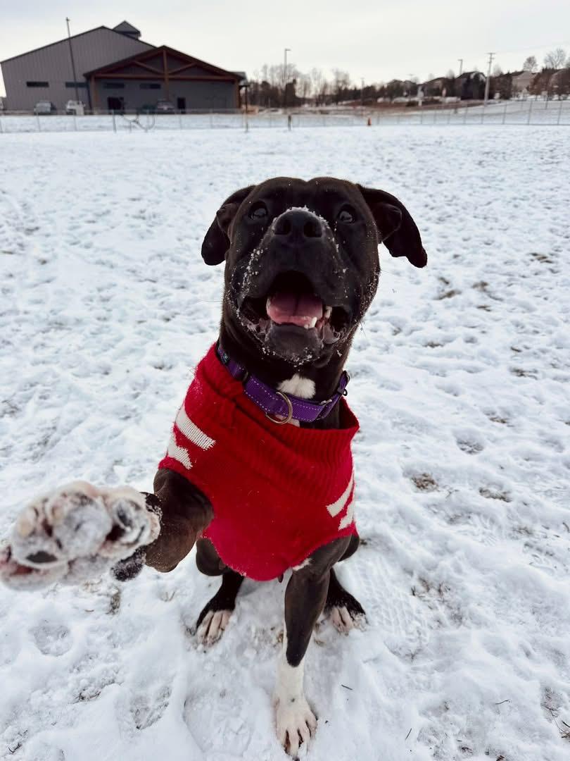Enlarge Ash, a Adoptable Pit Bull Terrier in Dillsburg, PA image 5/6