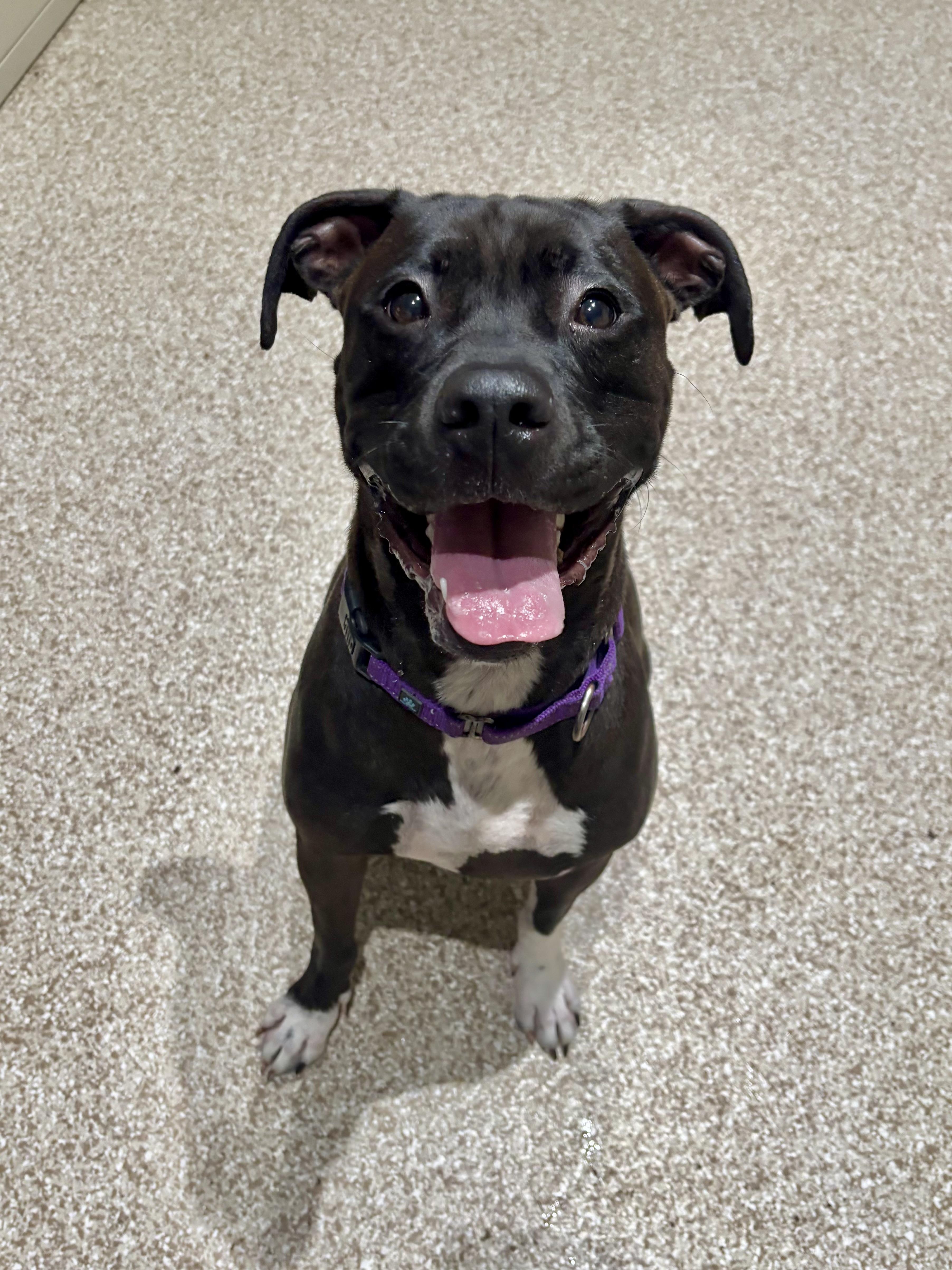 Enlarge Ash, a Adoptable Pit Bull Terrier in Dillsburg, PA image 6/6