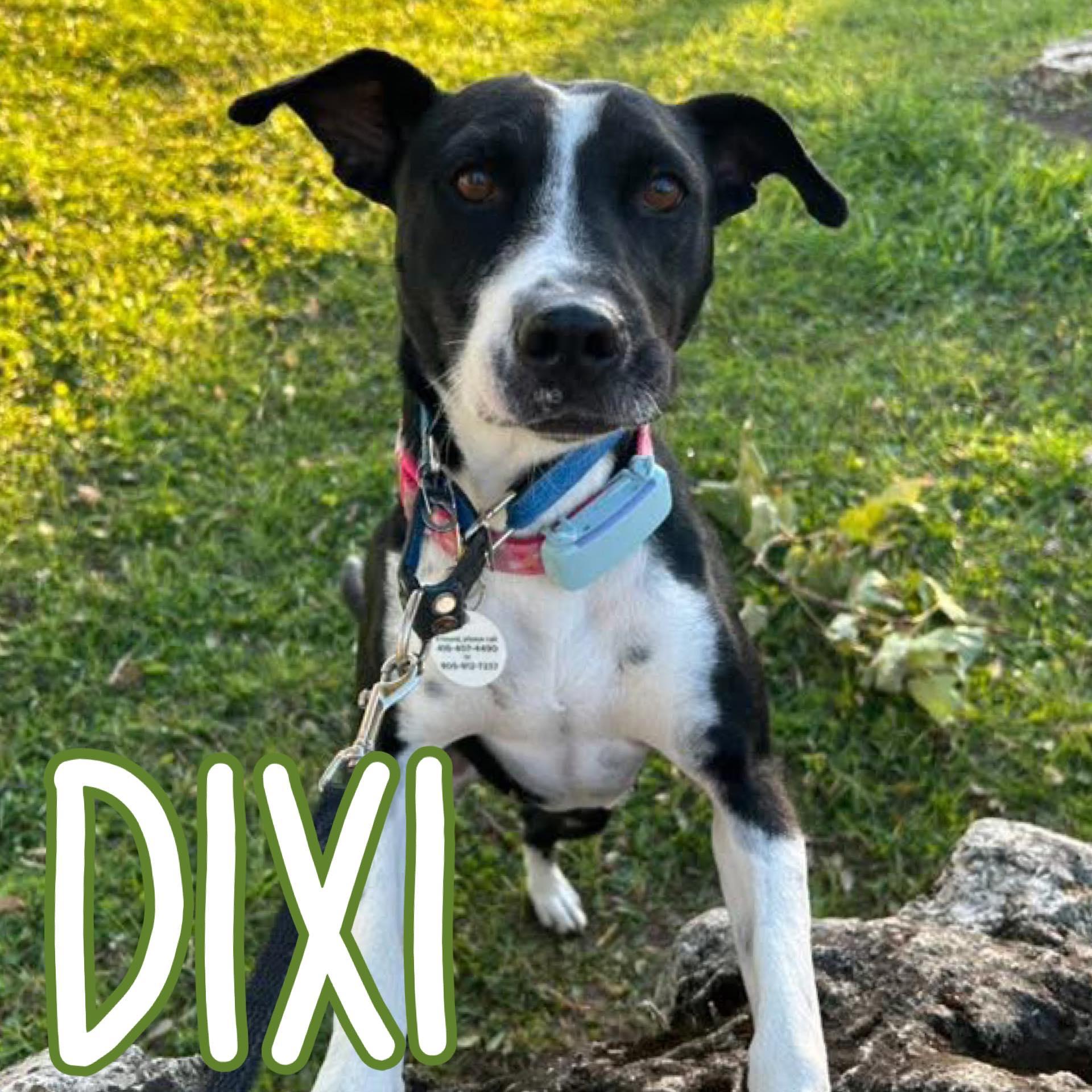 Dixi, a Adoptable mixed breed in Oshawa, ON image 3/6