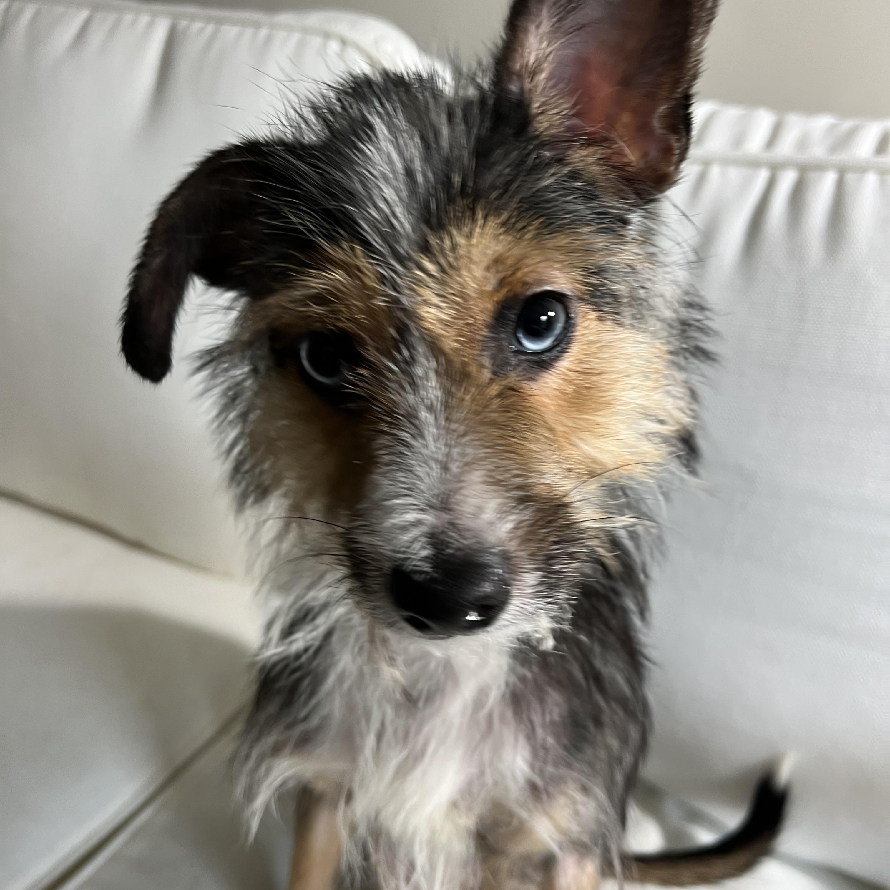 Enlarge Archie, an adopted Cairn Terrier in Marietta, GA image 1/1