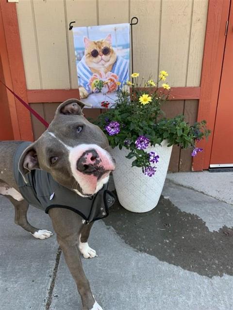 CHE'LU, Adoptable, Young Male Pit Bull Terrier.
