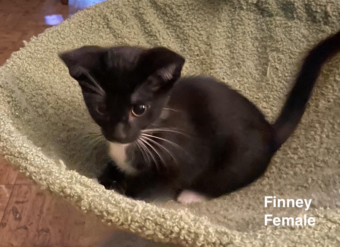 Finney and Piper, adopted, Kitten Female Domestic Short Hair.