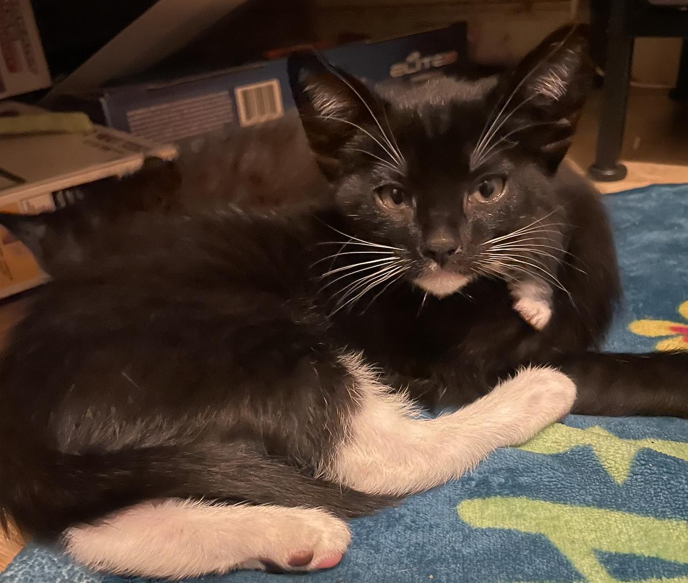 Finney and Piper, an adopted Domestic Short Hair in Metairie, LA image 2/5