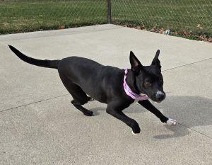 Daisy May, ADOPTABLE, Young Female Pit Bull Terrier & Labrador Retriever.